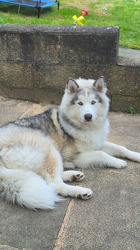Malamute Puppies For Sale