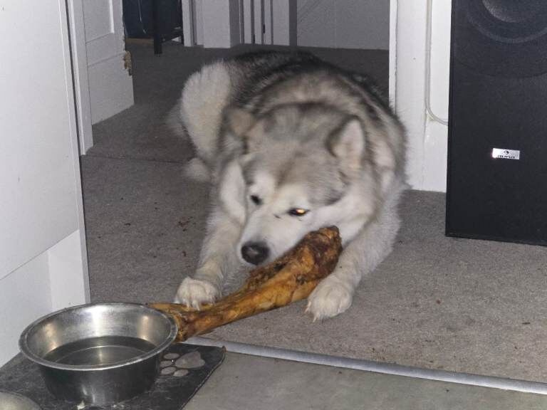 Alaskan Malamute Puppies For Sale Under £1,000