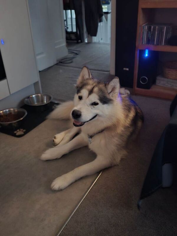 Alaskan Malamute puppies for sale in Hove, East Sussex – 2 years old - Image 2 of 5