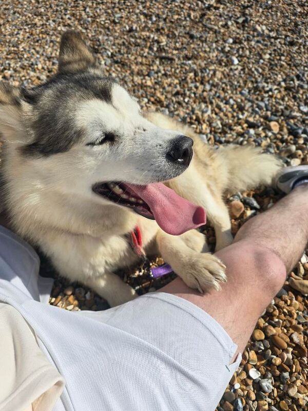 Alaskan Malamute puppies for sale in Hove, East Sussex – 2 years old - Image 3 of 5