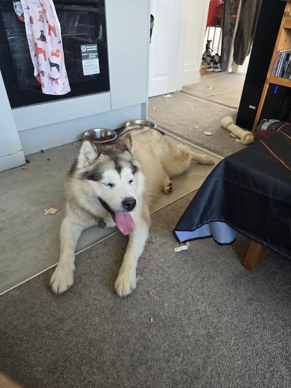 Alaskan Malamute puppies for sale in Hove, East Sussex – 2 years old - Image 5 of 5