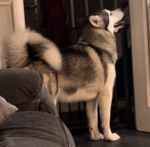 Alaskan Malamute puppies for sale in Bridgnorth, Shropshire – KC registered, 10 years old
