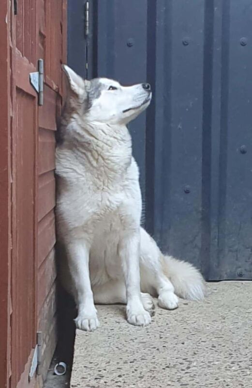 Alaskan Malamute puppies for sale in Norwich, Norfolk – 2 years old