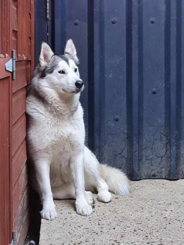 Alaskan Malamute puppies for sale in Norwich, Norfolk – 2 years old - Image 2 of 3