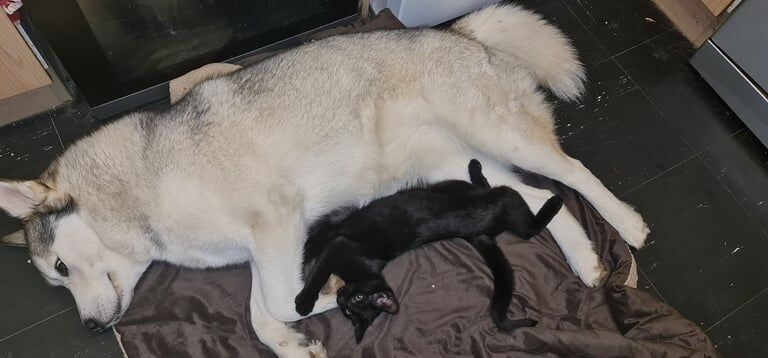Alaskan Malamute puppies for sale in Norwich, Norfolk – 2 years old - Image 3 of 3