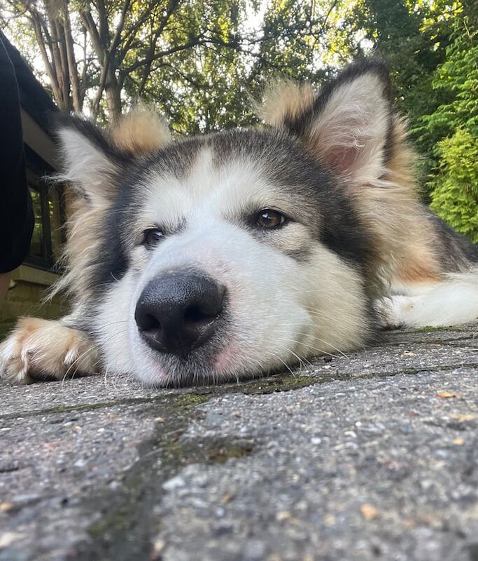Alaskan Malamute puppies for sale in Matlock, Derbyshire – 1 year old