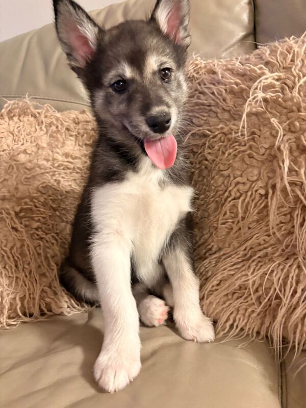 Alaskan malamute - Image 2 of 2