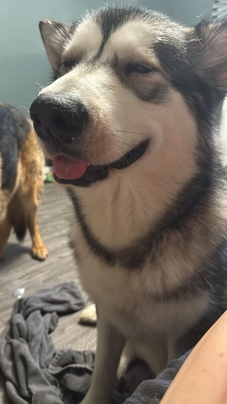 Alaskan malamute for sale in Mansfield, Nottinghamshire