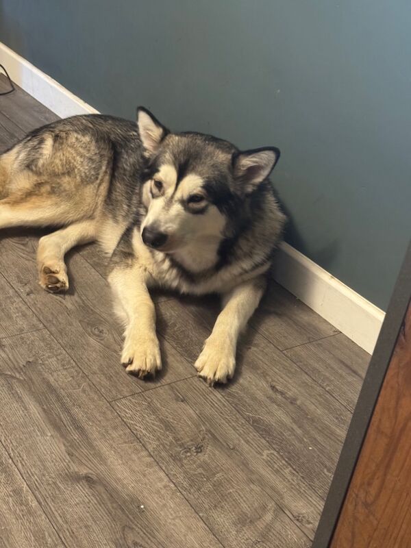 Alaskan malamute for sale in Mansfield, Nottinghamshire | Image 2