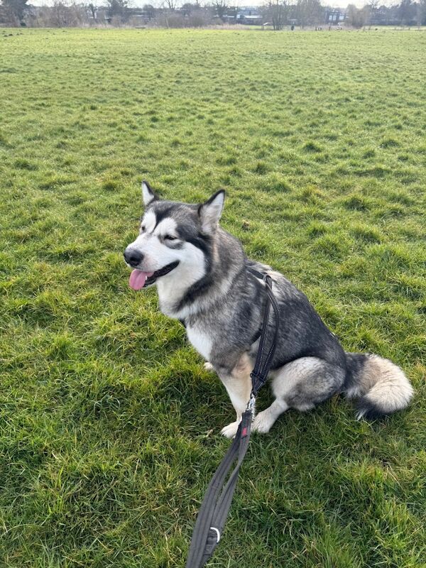 Alaskan malamute for sale in Mansfield, Nottinghamshire | Image 3