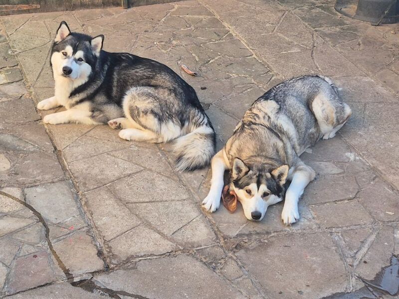 Alaskan Malamute for adoption in Tadworth, Surrey – 3 years old