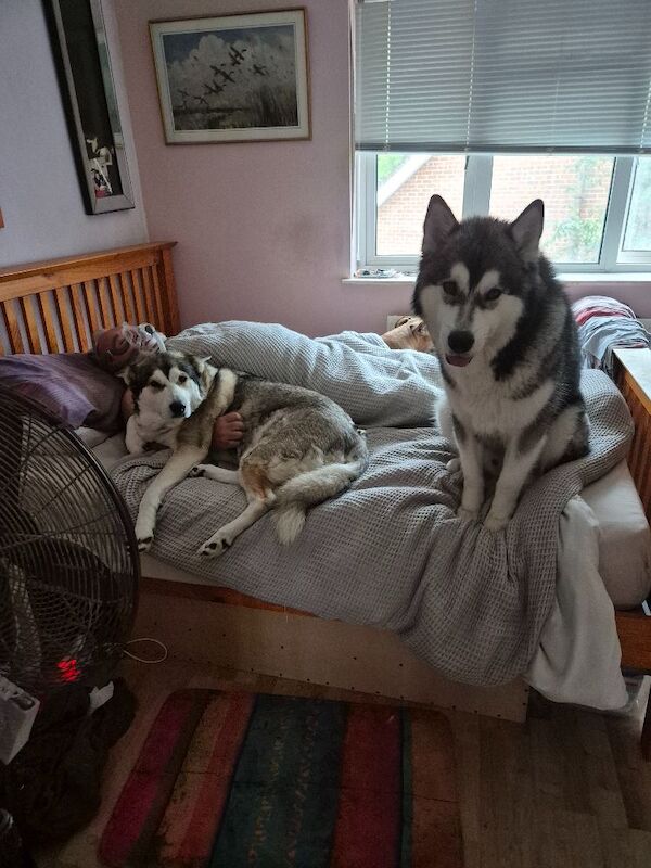 Alaskan Malamute for adoption in Tadworth, Surrey – 3 years old - Image 2 of 4