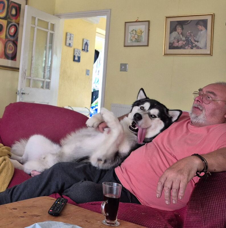 Alaskan Malamute for adoption in Tadworth, Surrey – 3 years old - Image 3 of 4