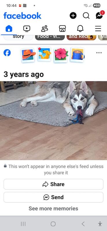 Alaskan Malamute for adoption in Tadworth, Surrey – 3 years old - Image 4 of 4