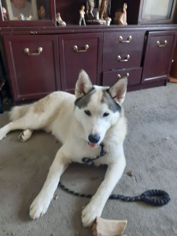 Malamute Puppies For Sale