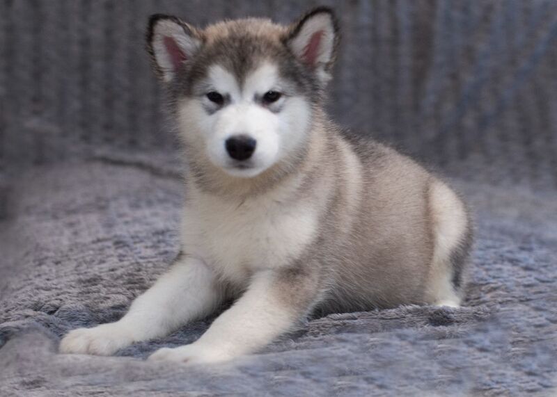 Alaskan malamute chempion blood line for sale in Birmingham, West Midlands