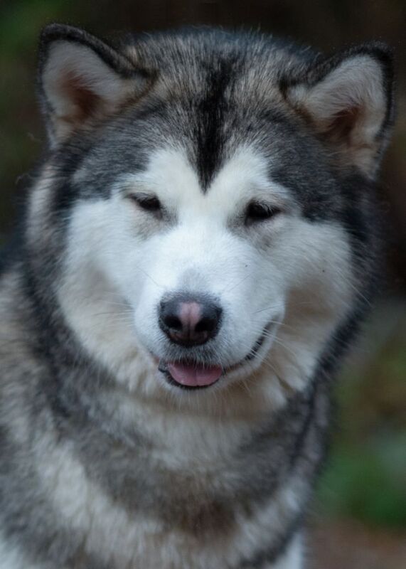 Alaskan malamute chempion blood line for sale in Birmingham, West Midlands | Image 3