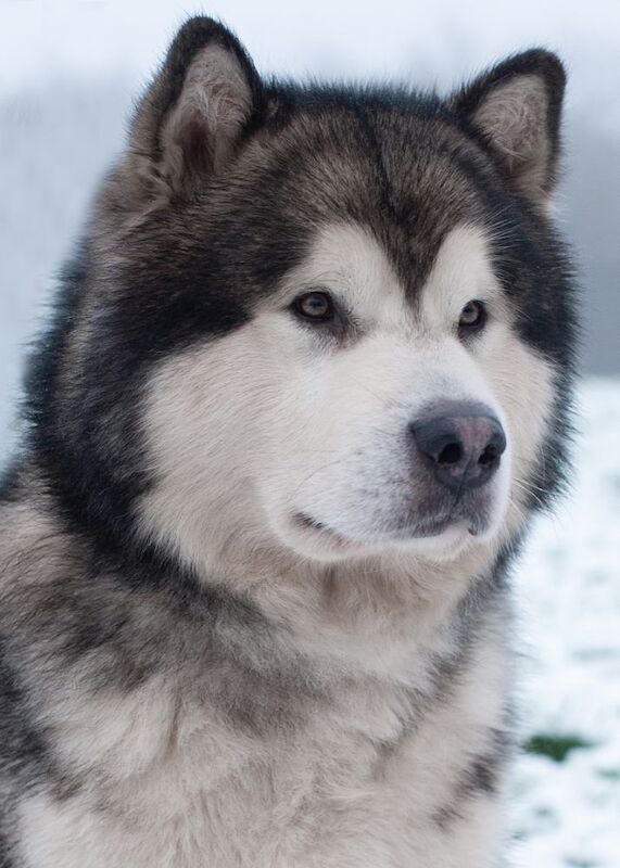 Alaskan Malamute puppies for sale in Birmingham, West Midlands – KC registered, 5 months old - Image 3 of 3