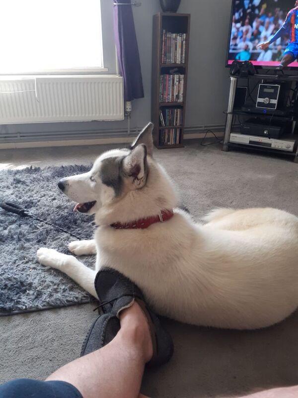 Alaskan Malamute puppies for sale in Eastbourne, East Sussex – 11 months old