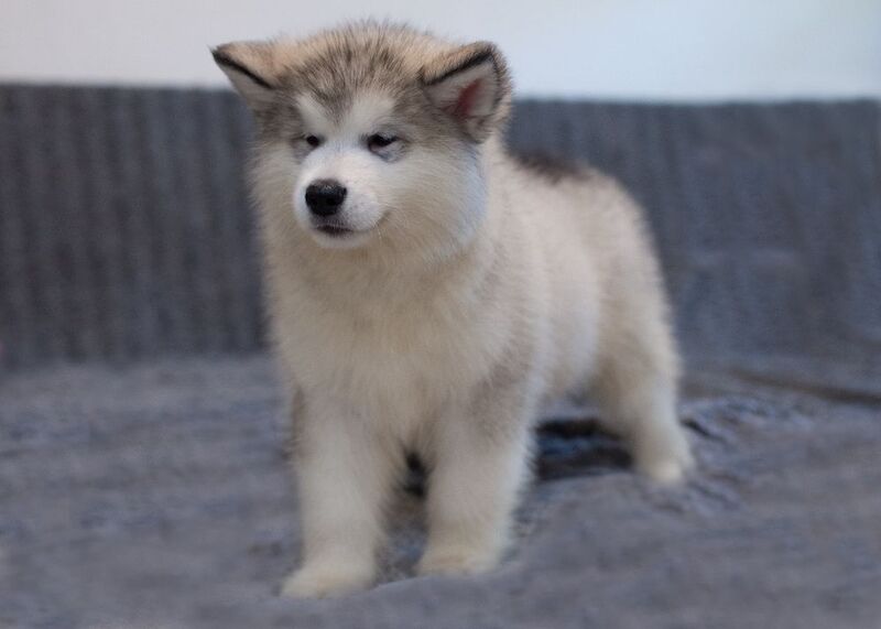 Kennel Club Registered Malamute Puppies For Sale