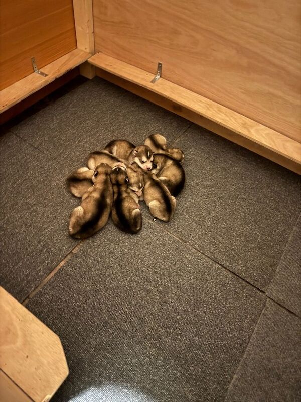 Alaskan Malamute puppies for sale in Alum Rock, West Midlands – KC registered, 2 weeks old