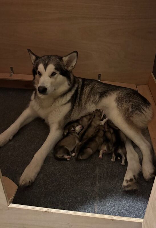 Alaskan Malamute puppies for sale in Alum Rock, West Midlands – KC registered, 2 weeks old - Image 2 of 3