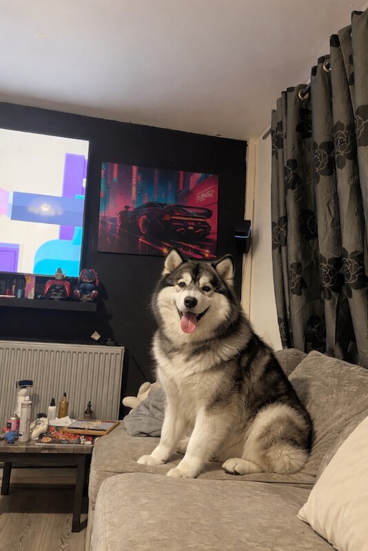 Alaskan Malamute puppies for sale in Sheldon, West Midlands – 9 weeks old