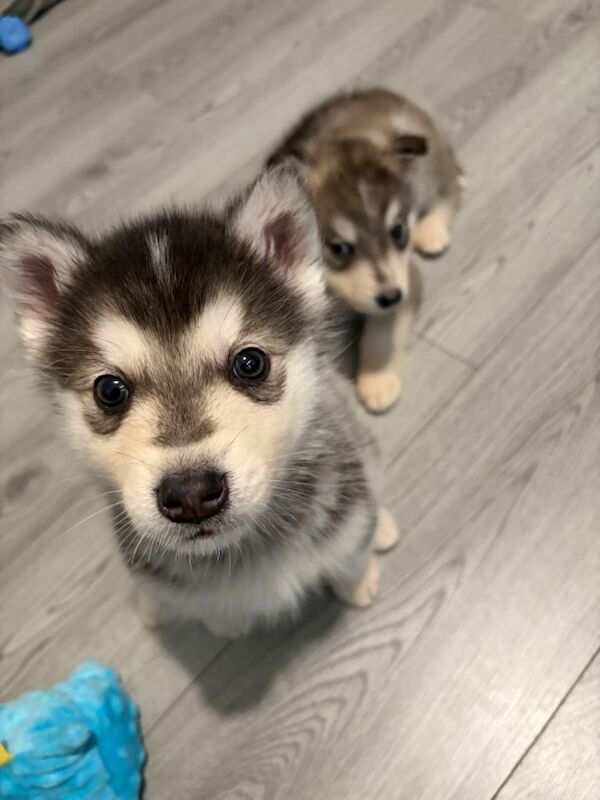 Alaskan Malamute puppies for sale in Sheldon, West Midlands – 9 weeks old - Image 2 of 4