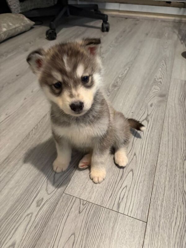 Alaskan Malamute puppies for sale in Sheldon, West Midlands – 9 weeks old - Image 3 of 4