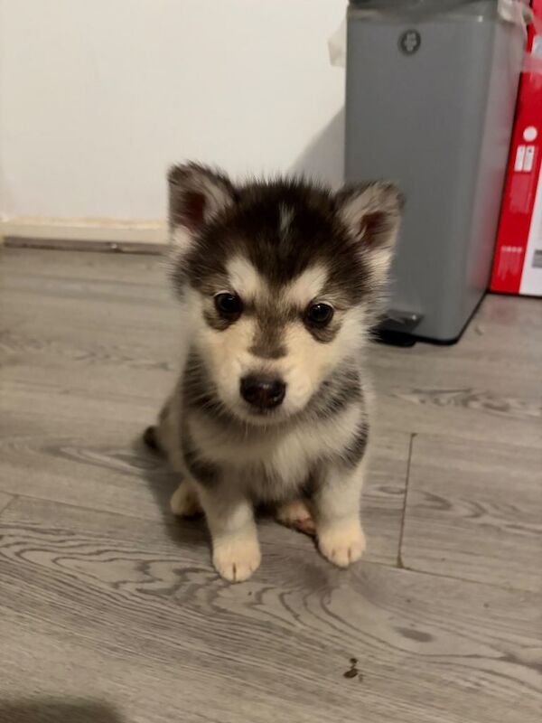 Alaskan Malamute puppies for sale in Sheldon, West Midlands – 9 weeks old - Image 4 of 4