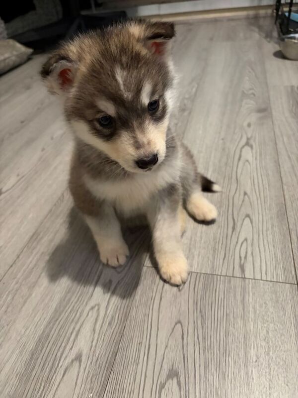 Alaskan Malamute Puppies For Sale Under £1,000
