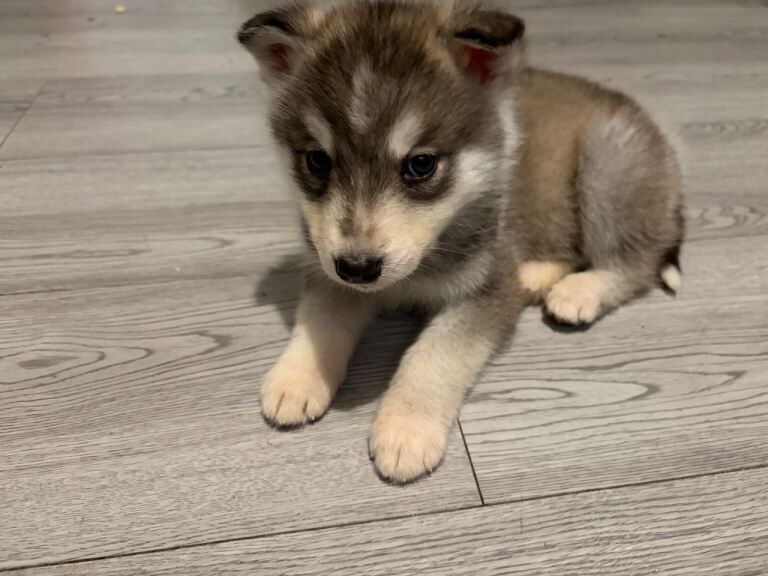 Alaskan Malamute puppies for sale in Sheldon, West Midlands – 9 weeks old - Image 2 of 6