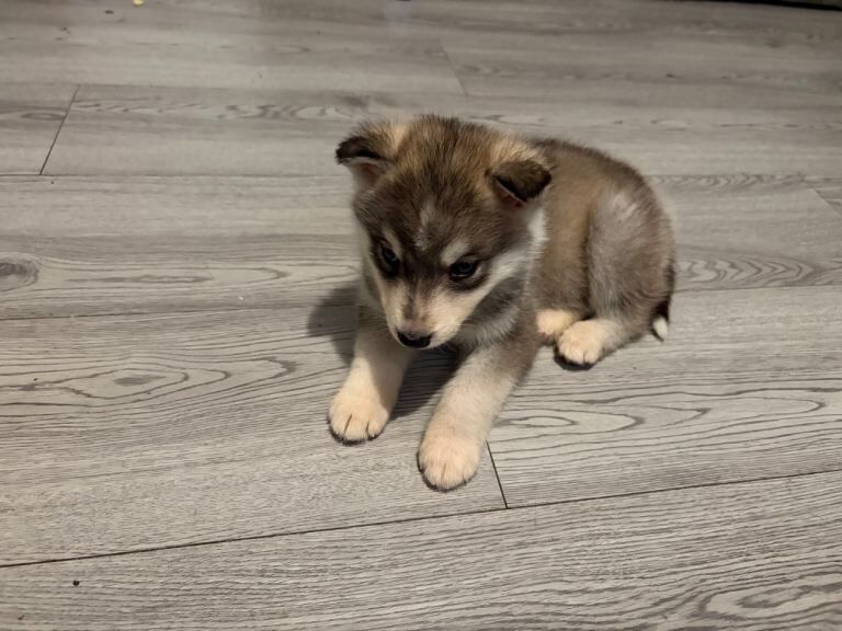 Alaskan Malamute puppies for sale in Sheldon, West Midlands – 9 weeks old - Image 3 of 6