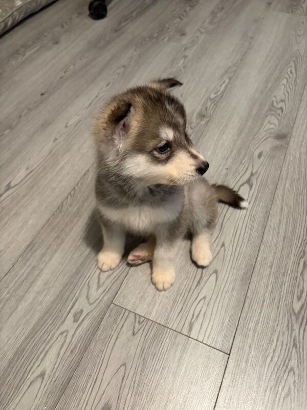 Alaskan Malamute puppies for sale in Sheldon, West Midlands – 9 weeks old - Image 5 of 6