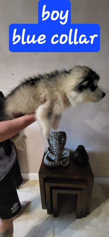 Alaskan malamute puppies for sale - Image 3 of 8
