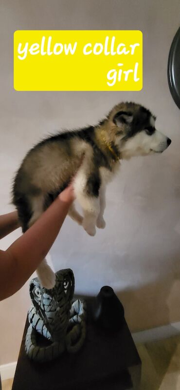 Alaskan malamute puppies for sale - Image 6 of 8