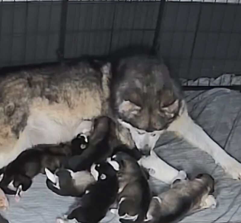 Alaskan malamute puppies for sale - Image 7 of 8