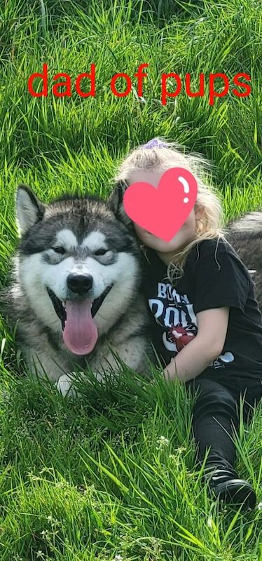 Alaskan malamute puppies for sale - Image 8 of 8