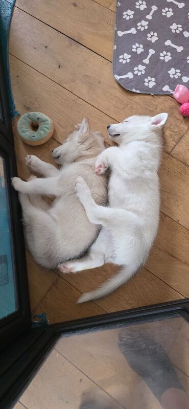 Malamute Puppies For Sale