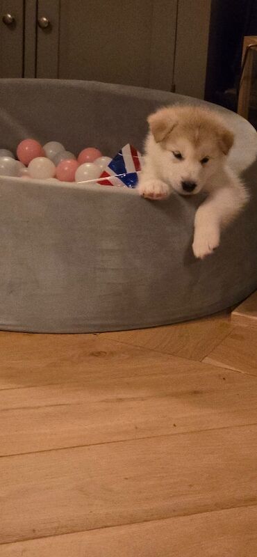 Alaskan Malamute Puppies - Living Family Raised - Image 2 of 11