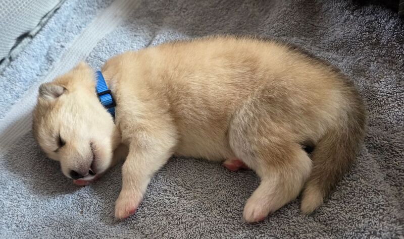 Alaskan Malamute Puppies - Living Family Raised - Image 4 of 11