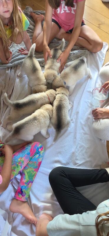 Alaskan Malamute Puppies - Living Family Raised - Image 5 of 11