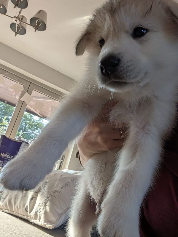 Alaskan Malamute Puppies - Living Family Raised - Image 6 of 11
