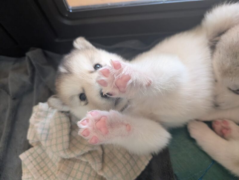 Alaskan Malamute Puppies - Living Family Raised - Image 7 of 11