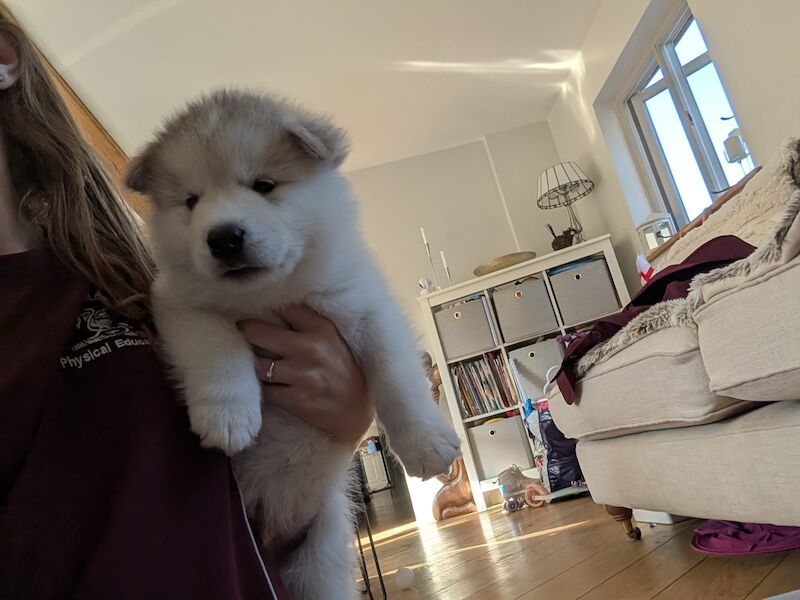 Alaskan Malamute Puppies - Living Family Raised - Image 8 of 11