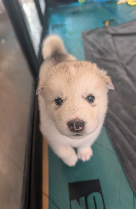 Alaskan Malamute Puppies - Living Family Raised - Image 9 of 11