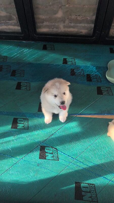 Alaskan Malamute Puppies - Living Family Raised - Image 10 of 11
