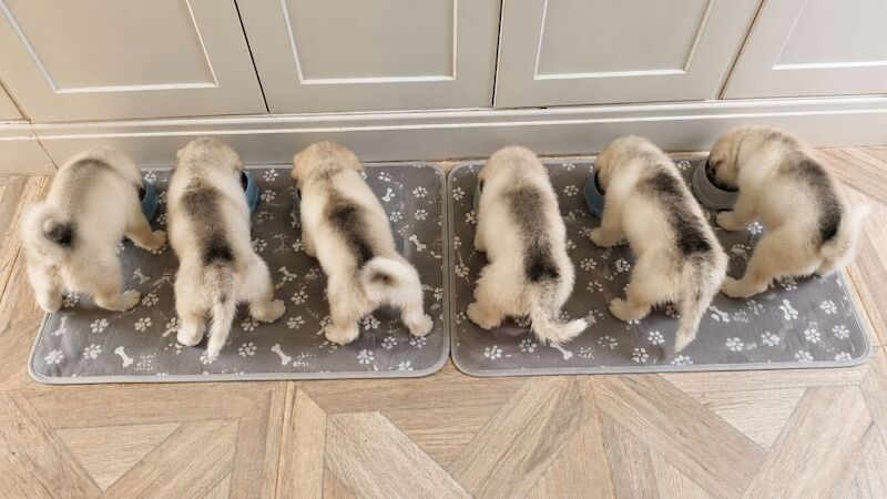 Alaskan Malamute Puppies - Living Family Raised - Image 11 of 11