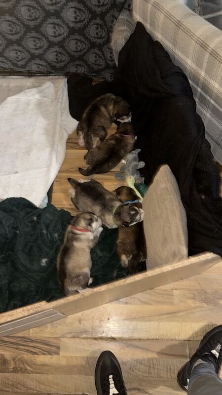 Alaskan Malamute puppies for sale in Swaffham, Norfolk – KC registered, 4 weeks old - Image 2 of 6