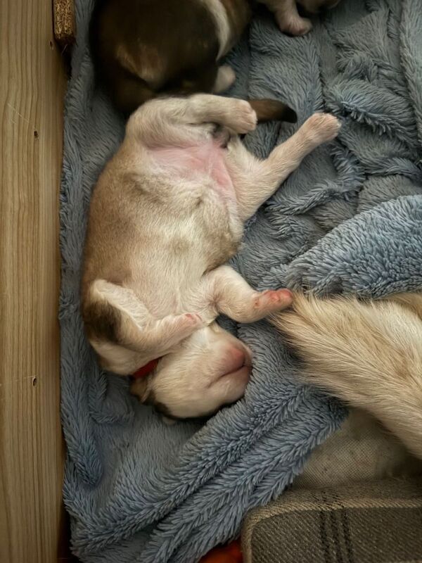 Alaskan Malamute puppies for sale in Swaffham, Norfolk – KC registered, 4 weeks old - Image 4 of 6